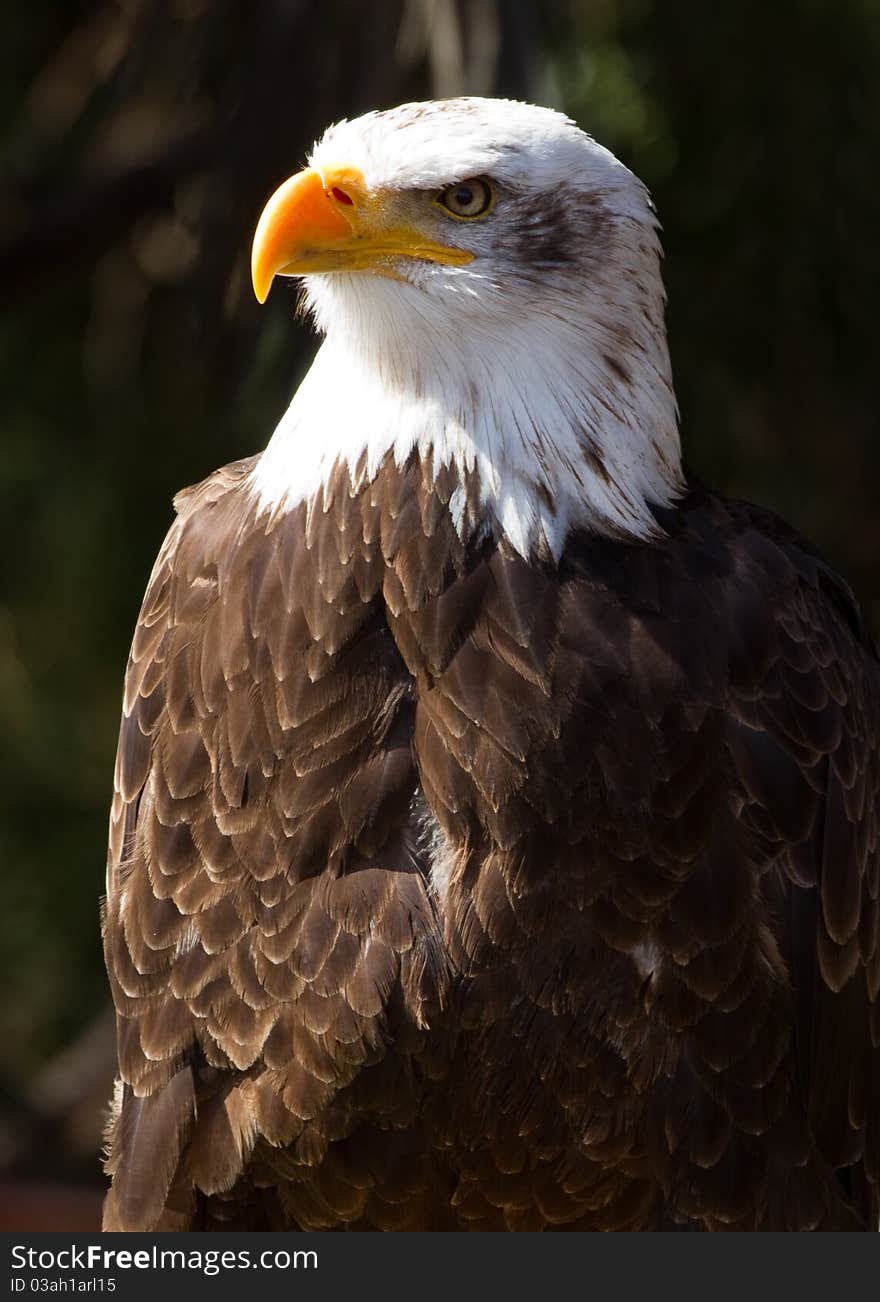 Bald Eagle