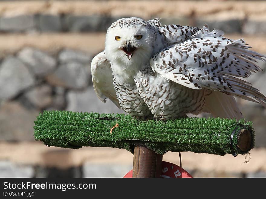 Snowy Owl