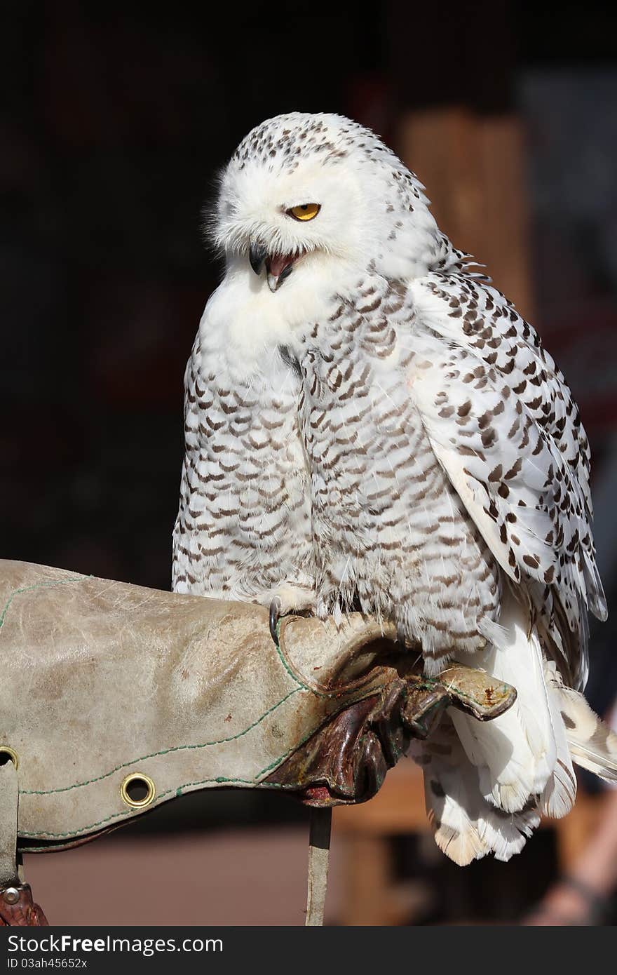 Snowy Owl