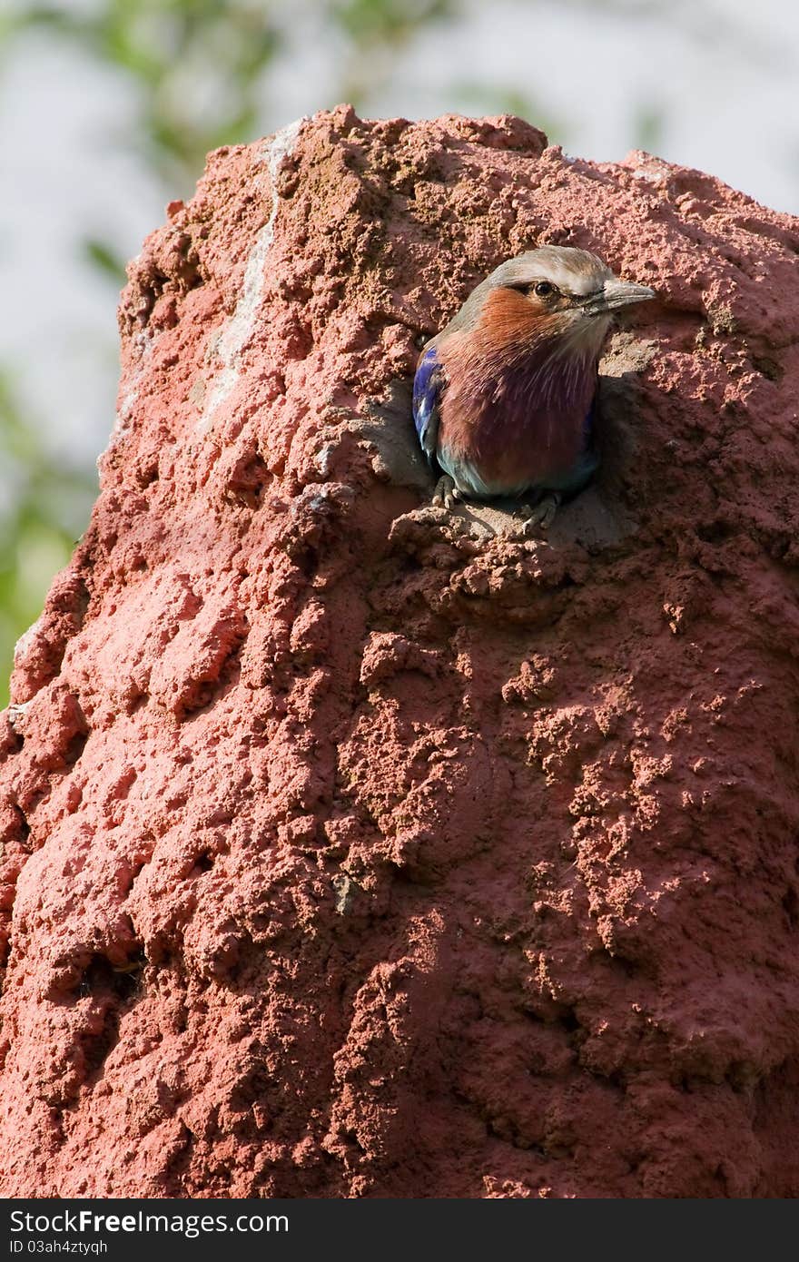 Lilac Breasted Roller ( Coracias Caudatus ) A Beautiful Bird From Africa