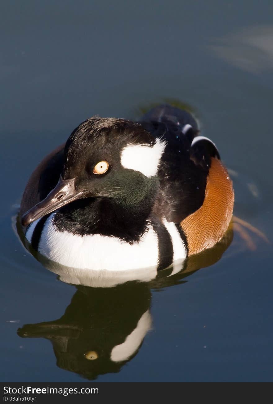 Hooded Merganser (Lophodytes cucullatus) on water with Reflection