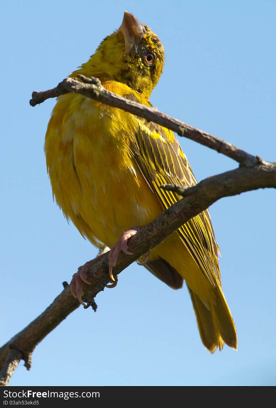 Village Weaver (Ploceus cucullatus)