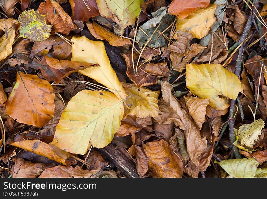 Autumn Colors dead leafs on the forest floor