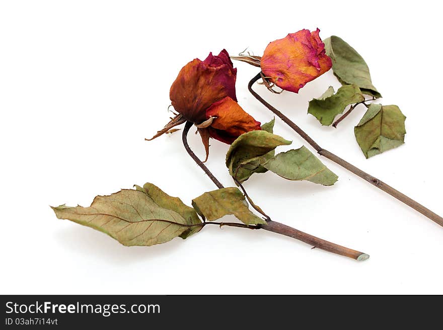 Dried Pink Roses