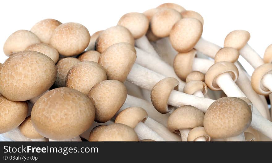 Group of mushroom preparing for cooking