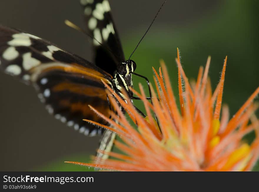 A Tiger Longwing Butterfly of the  Nymphalidae family. found throughout Mexico and the Peruvian Amazon.