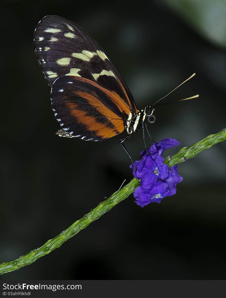 Photo of a Tiger Longwing Butterfly of the Nymphalidae family, native throughout Mexico to the Peruvian Amazon.