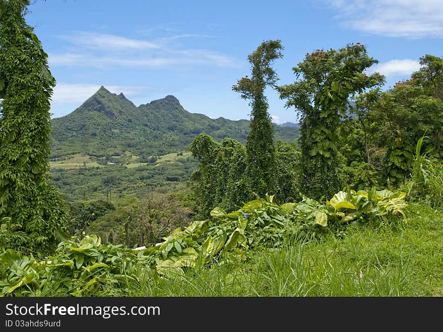 A scenic overlook view off Pali road looking out over Maunawili valley toward Olomana Mountain from the Koolau Mountains on the windward side in Kailua, Oahu, Hawaii. Green grass and plants in the foreground include African Tulip Trees overgrown with vines. A scenic overlook view off Pali road looking out over Maunawili valley toward Olomana Mountain from the Koolau Mountains on the windward side in Kailua, Oahu, Hawaii. Green grass and plants in the foreground include African Tulip Trees overgrown with vines.