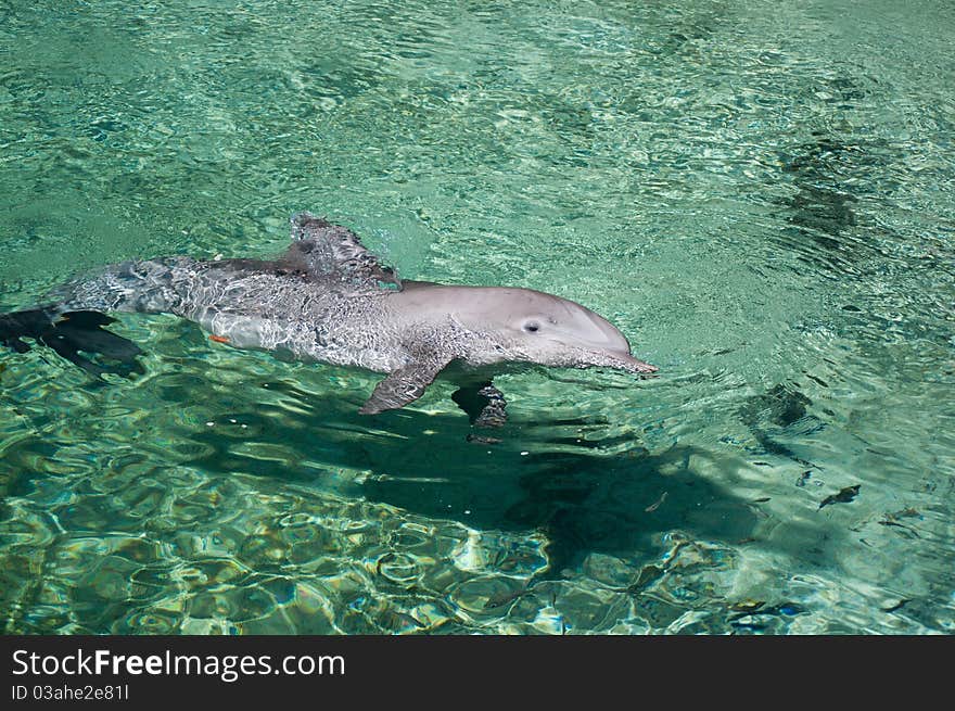 Swimming Dolphin