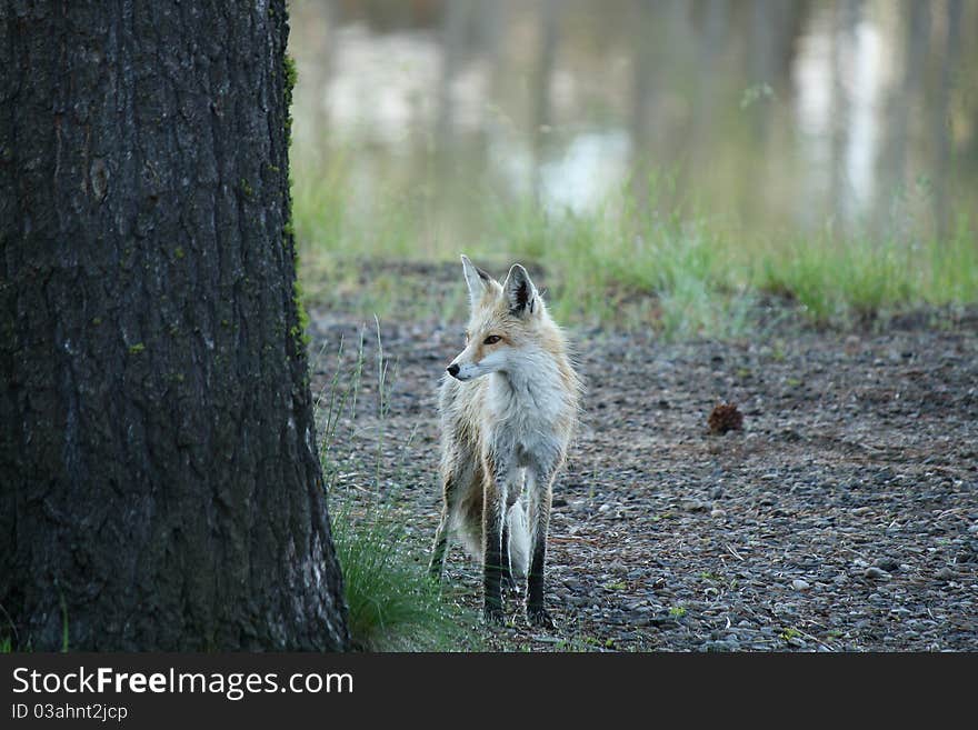 Red Fox On Alert