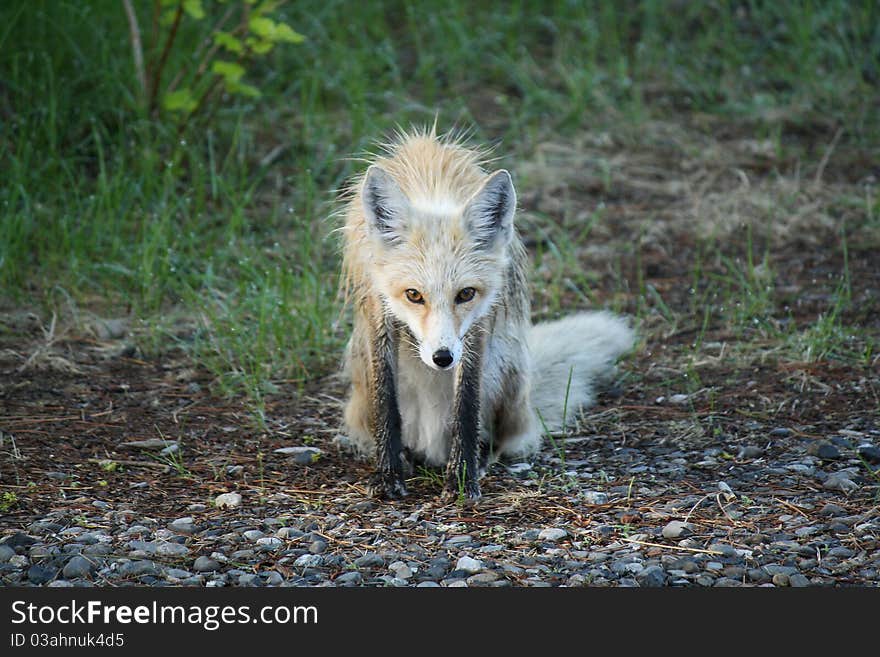 Wild Fox Giving Photographer Curious Look. Wild Fox Giving Photographer Curious Look