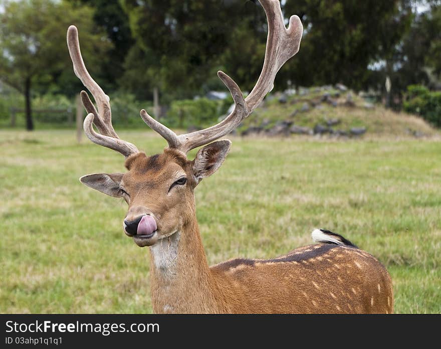 A deer stands in a field, licking its lips. A deer stands in a field, licking its lips