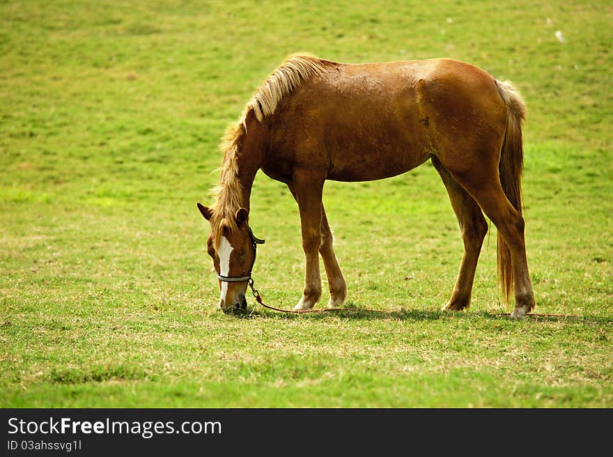 Horses graze in the field