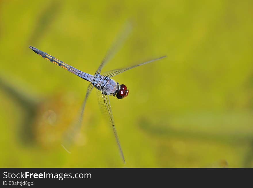 Flying Dragonfly