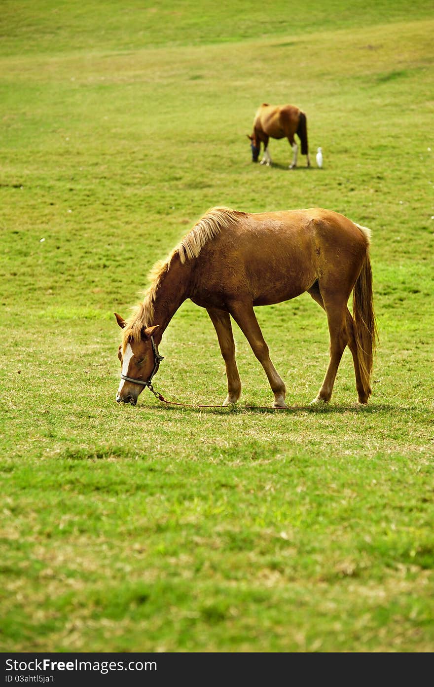 Horses graze in the field