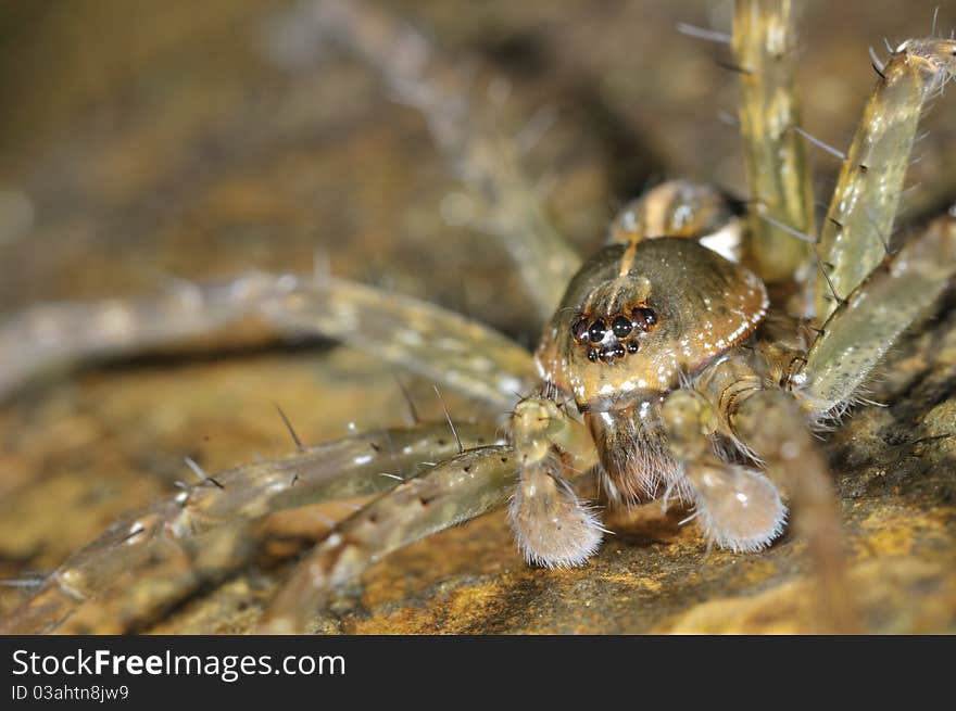 This spider is sitting on the water-side rock waiting for preys to pass by. This spider is sitting on the water-side rock waiting for preys to pass by.