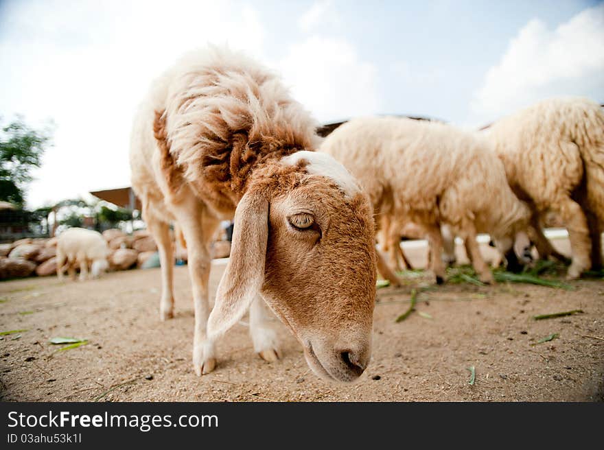 Cute sheep on a farm