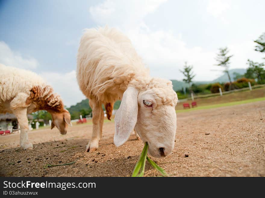 Cute sheep on a farm