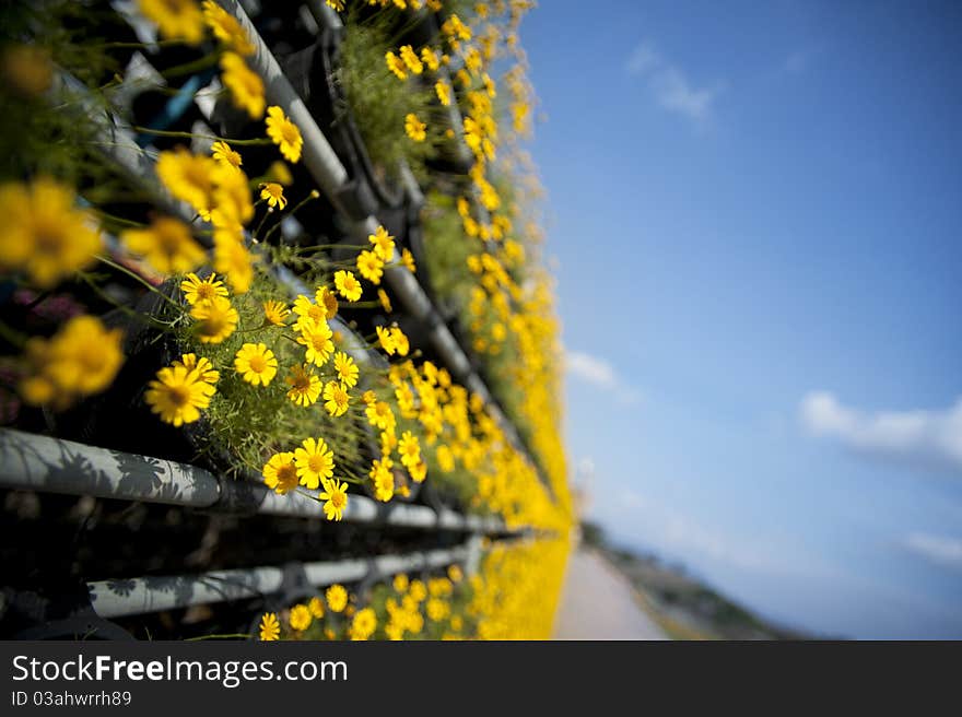 Yellow daisy and blue sky