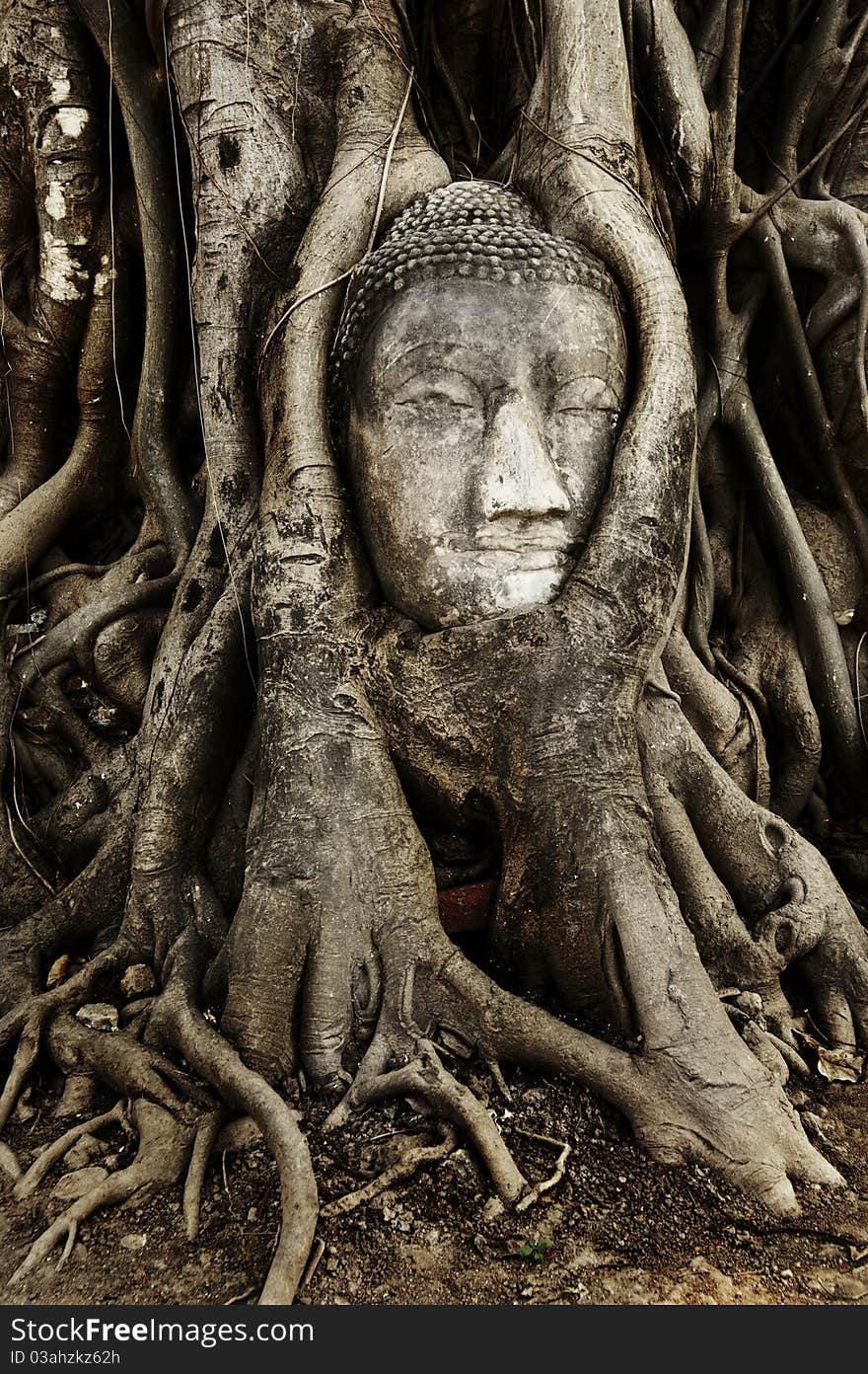 Buddha head in Root wood