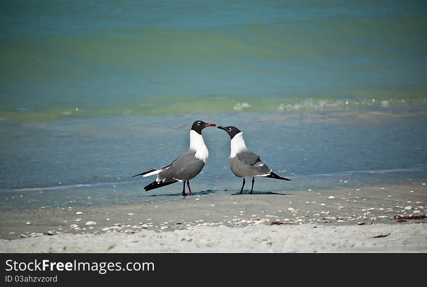 A pair of Laughing Gulls in breeding plumage face each other on a sandy Florida beach. A pair of Laughing Gulls in breeding plumage face each other on a sandy Florida beach.