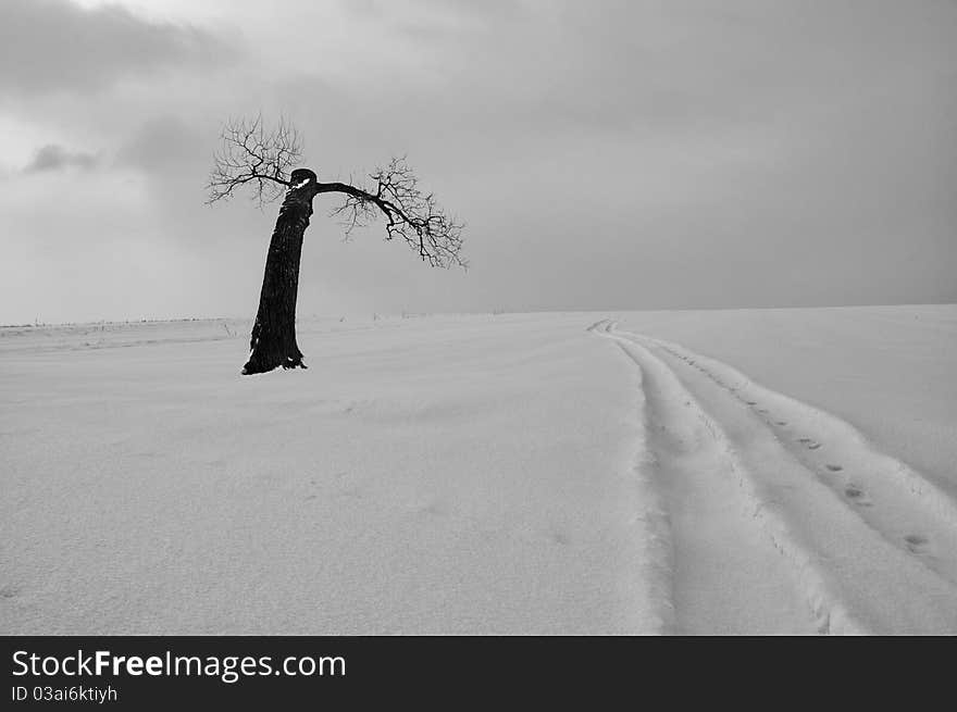 A tree winch wait for a friend to not over crossing him. A tree winch wait for a friend to not over crossing him