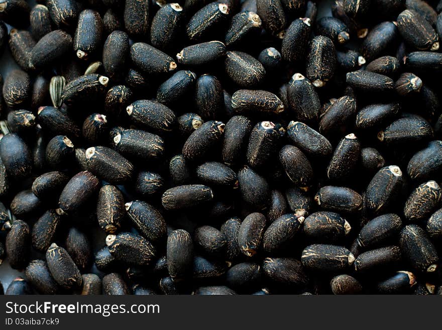 Jatropha Seeds