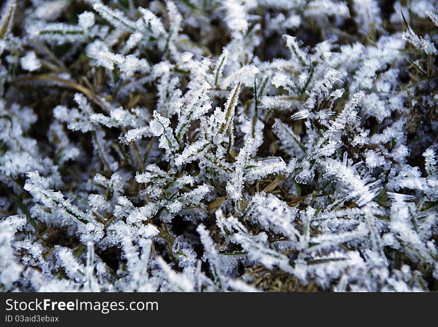 Frozen Vegetation