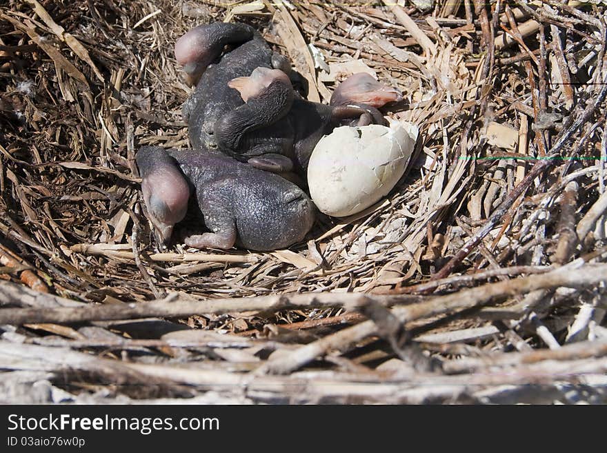 Great Cormorant Chicks