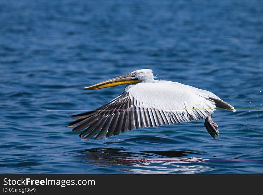 Dalmatian Pelican taking off from water