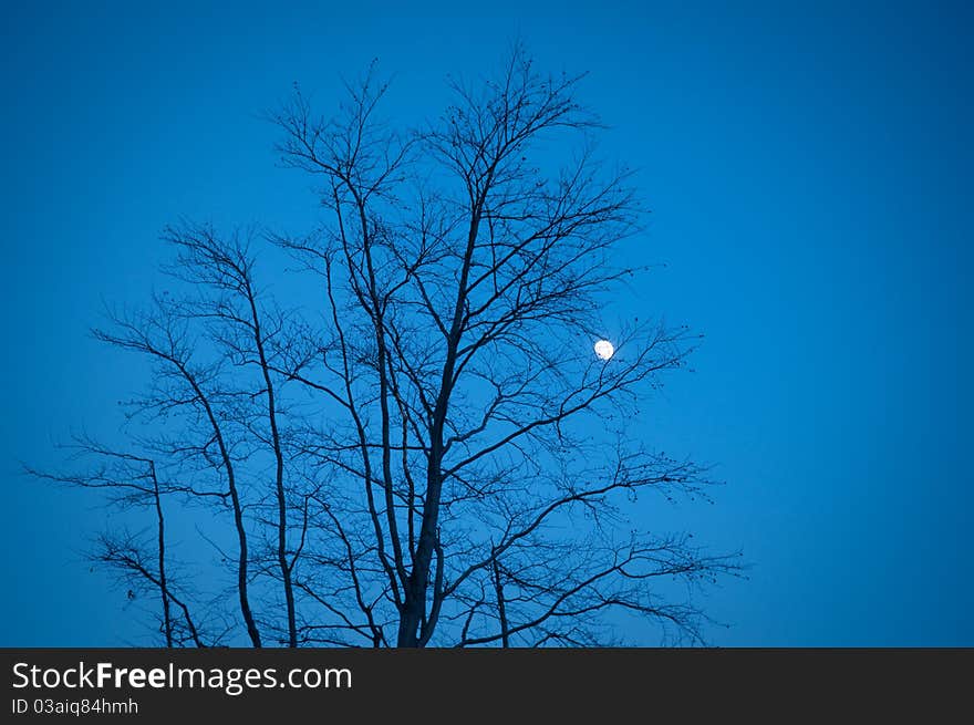 Branches of a bare tree on a frosty night. Branches of a bare tree on a frosty night