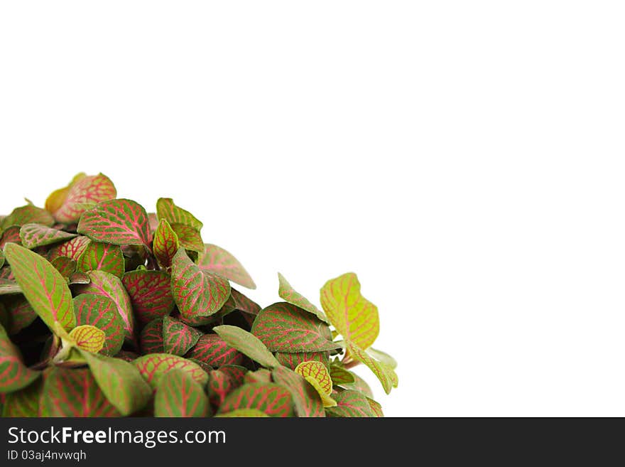 Houseplant fittonia background, closeup, isolated