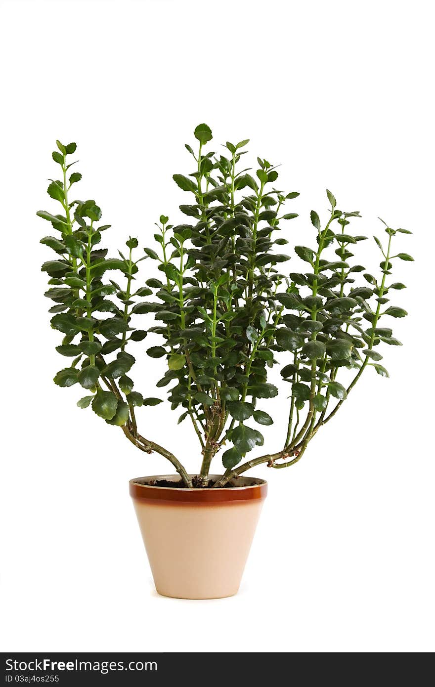 Houseplant kalanchoe blossfeldiana in brown flowerpot, isolated. Houseplant kalanchoe blossfeldiana in brown flowerpot, isolated