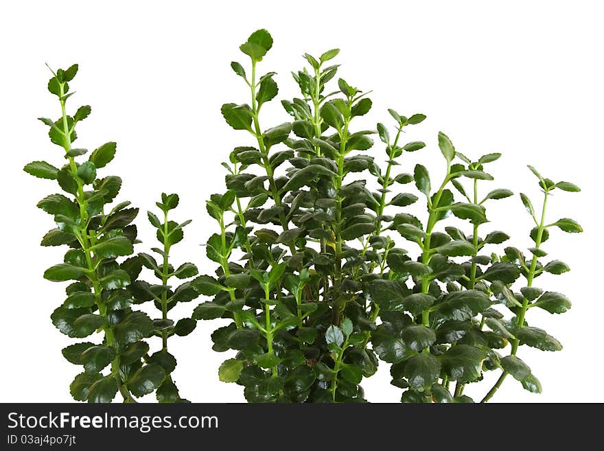 Houseplant kalanchoe blossfeldiana background, closeup, isolated