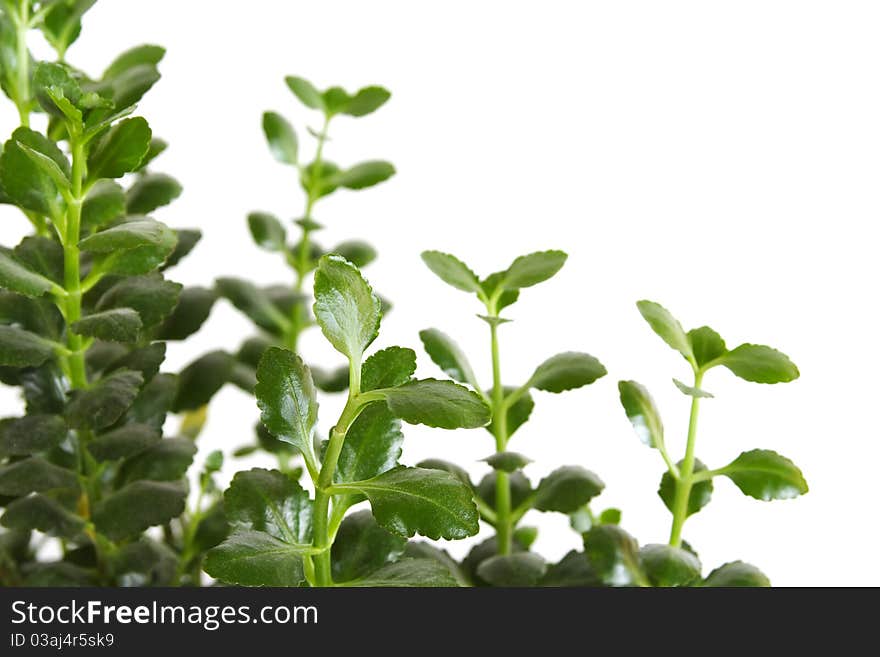 Houseplant kalanchoe blossfeldiana background, closeup, isolated