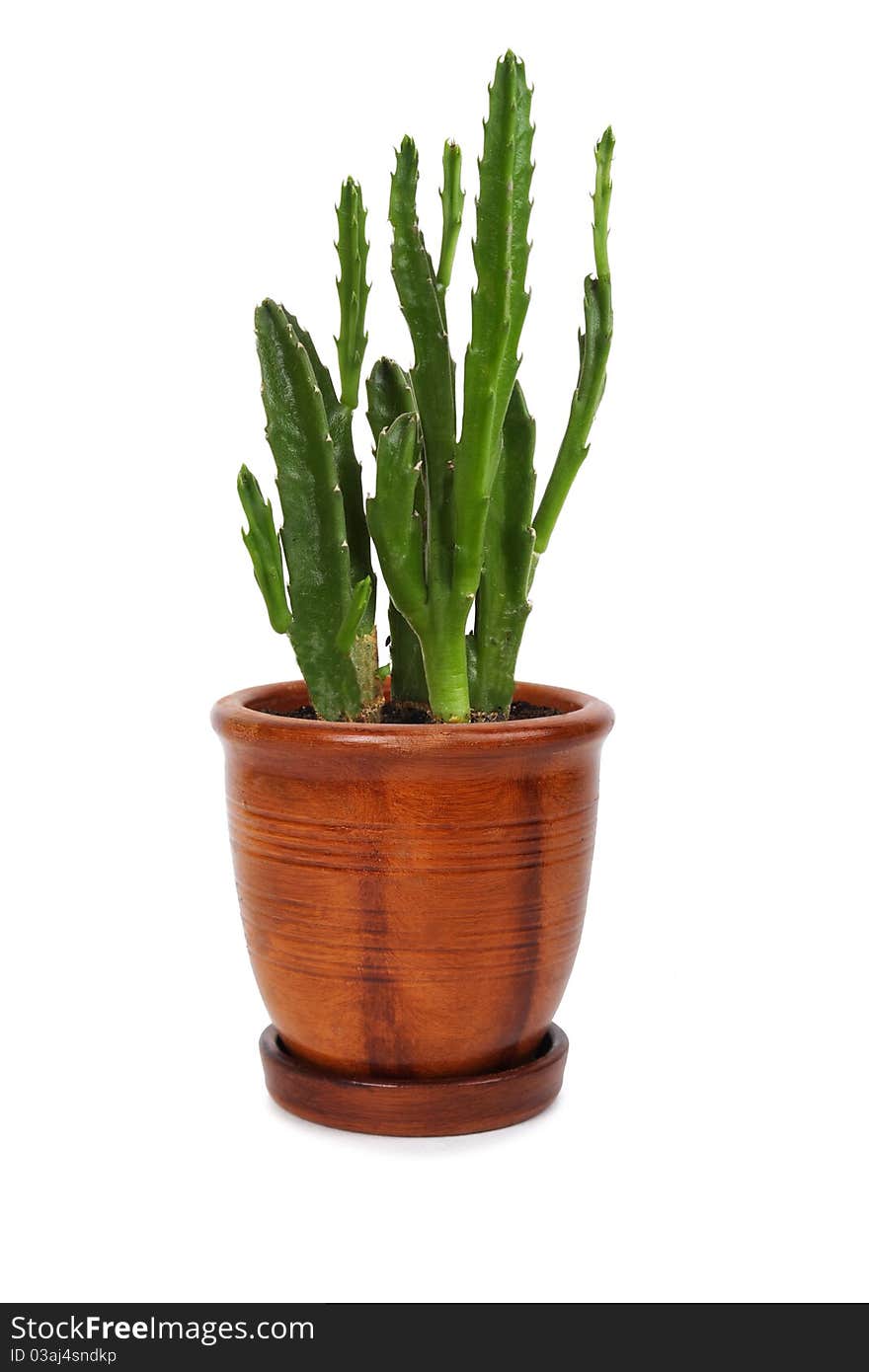 Houseplant stapelia hirsuta in brown clay flowerpot, isolated. Houseplant stapelia hirsuta in brown clay flowerpot, isolated