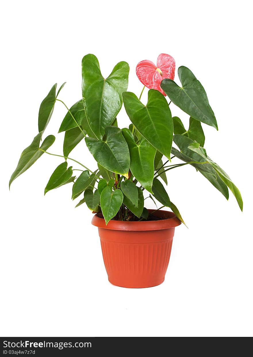 Houseplant anthurium with red flower in brown flowerpot, isolated. Houseplant anthurium with red flower in brown flowerpot, isolated