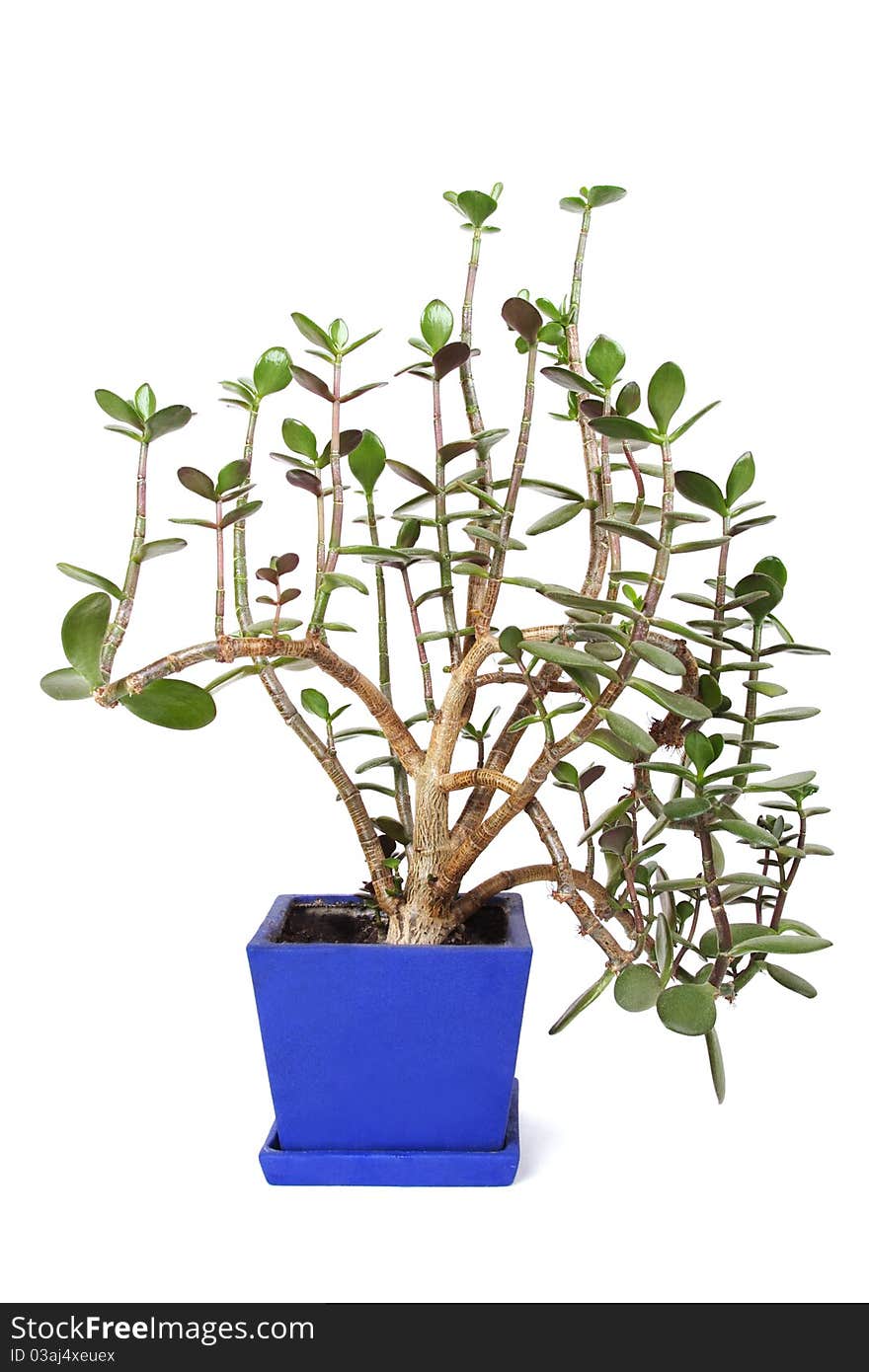 Houseplant crassula in blue flowerpot, isolated. Houseplant crassula in blue flowerpot, isolated