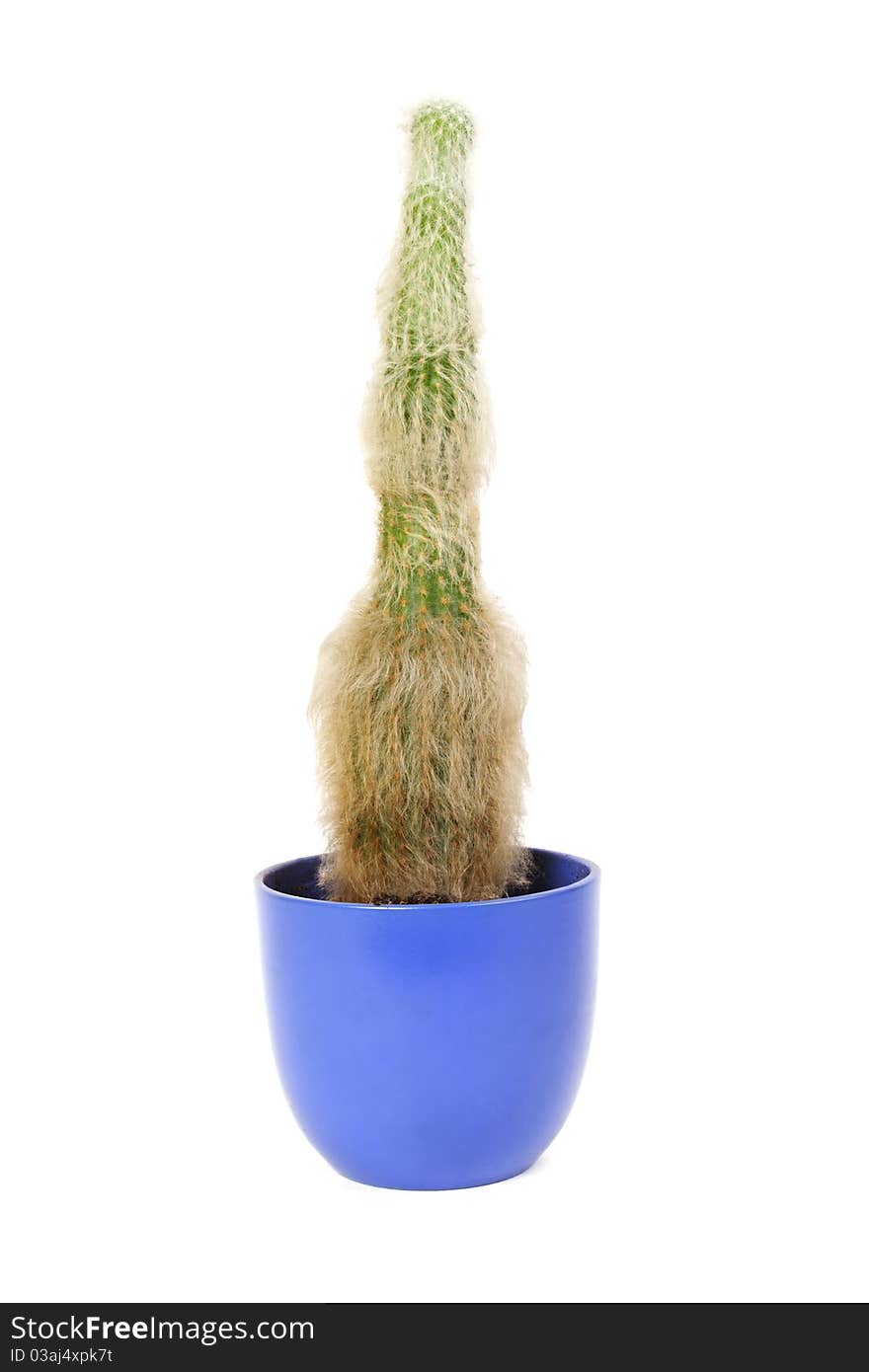 Houseplant cactus espostoa in blue flowerpot, isolated. Houseplant cactus espostoa in blue flowerpot, isolated