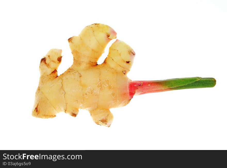 Young Ginger Root With Green Shoot. Image Is Isolated On White background