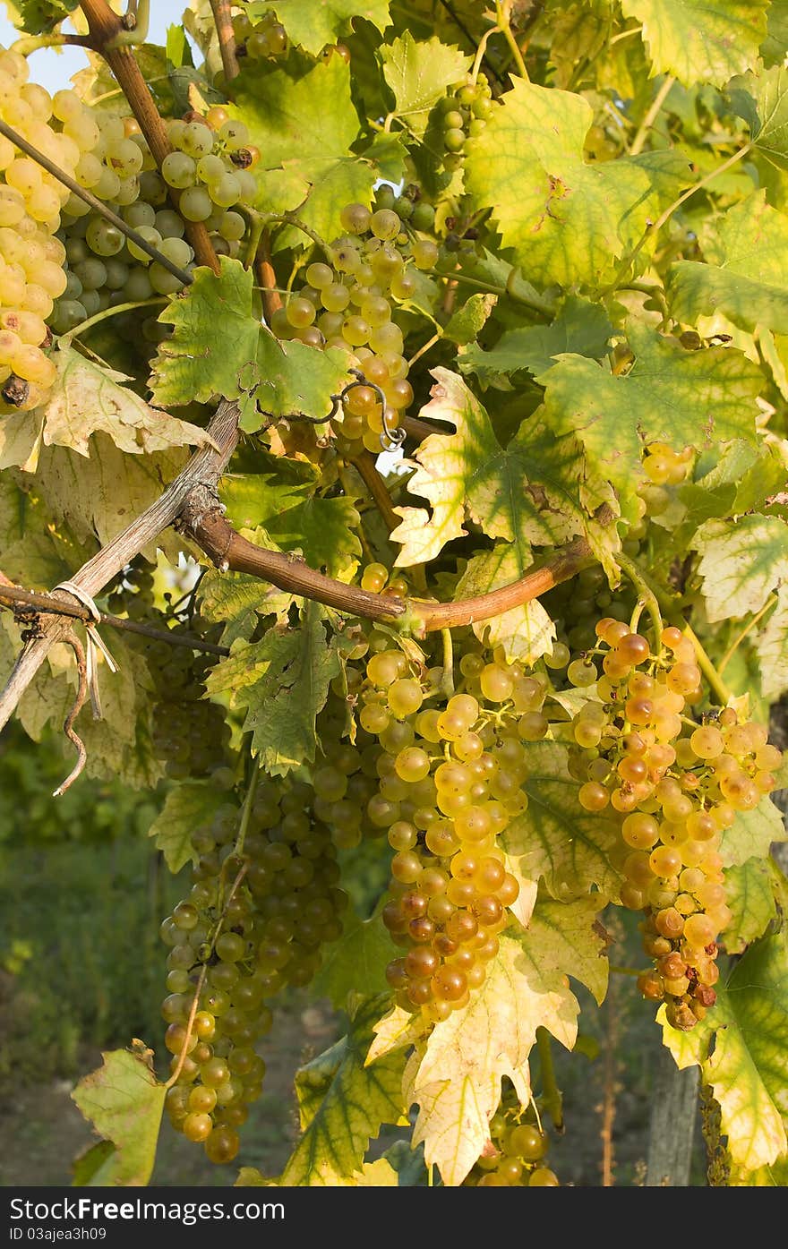 Vineyards in harvest time