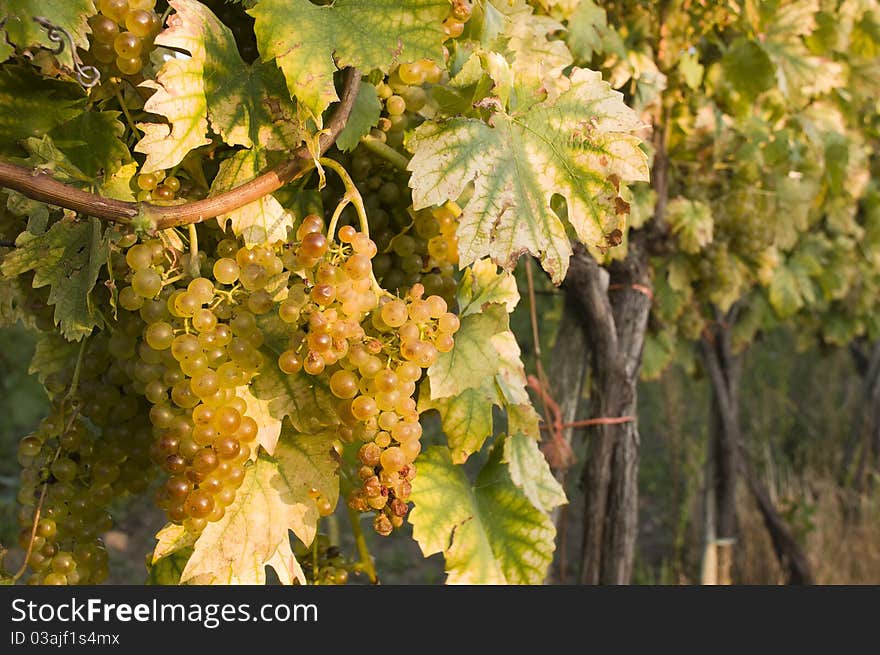 Vineyards on the Low Carpathian region in harvest time. Vineyards on the Low Carpathian region in harvest time