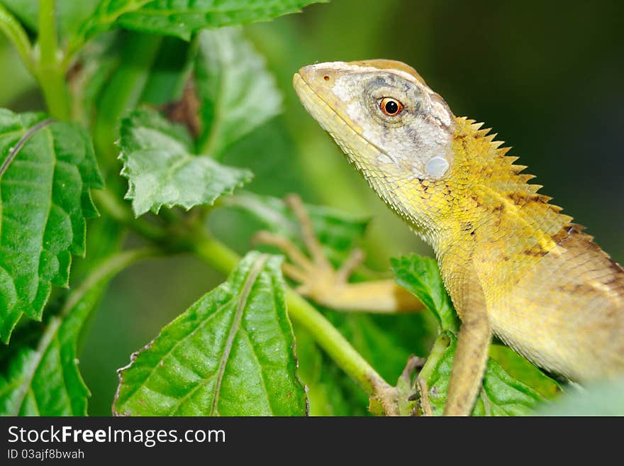 Lizard on Leaf