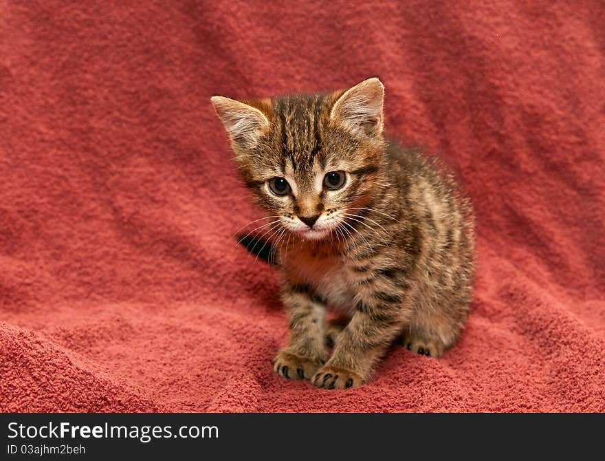 Small tabby Kitten on a brown