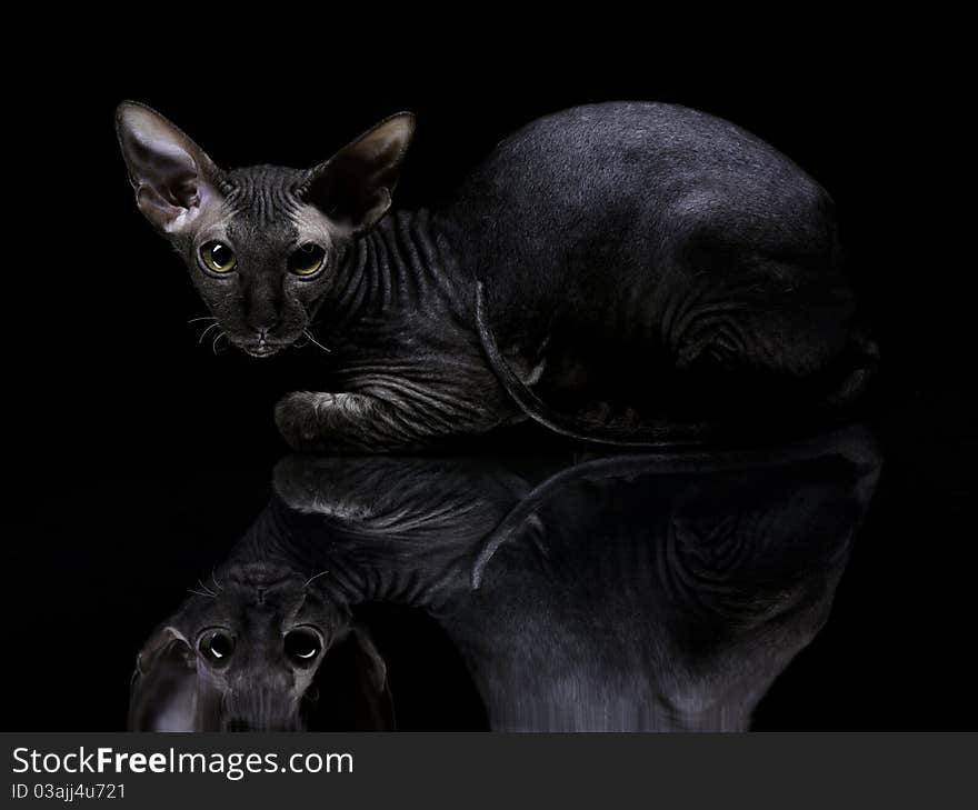 Young Canadian Sphynx Cat Lying On The Mirror On B