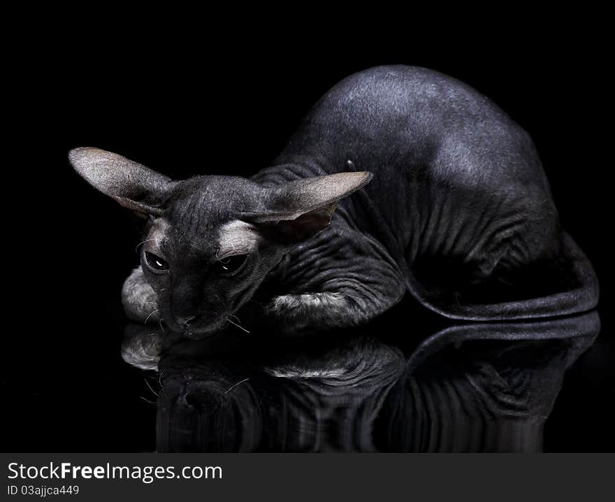 Young Canadian Sphynx Cat Lying On The Mirror On B