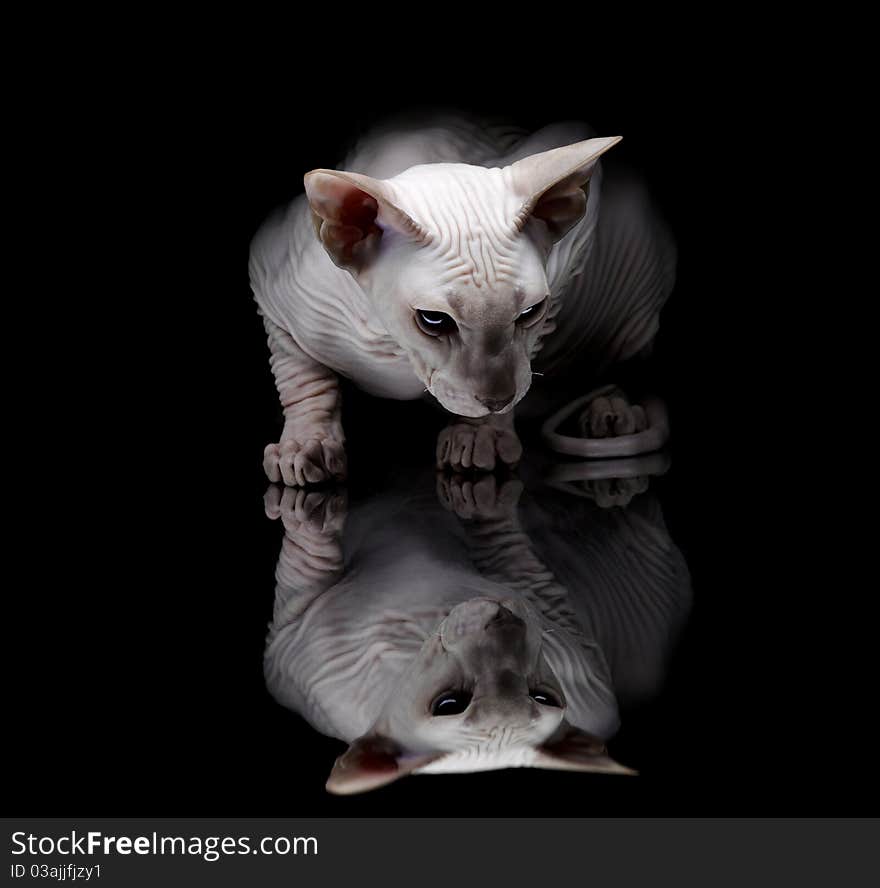 Young sphynx cat on black background