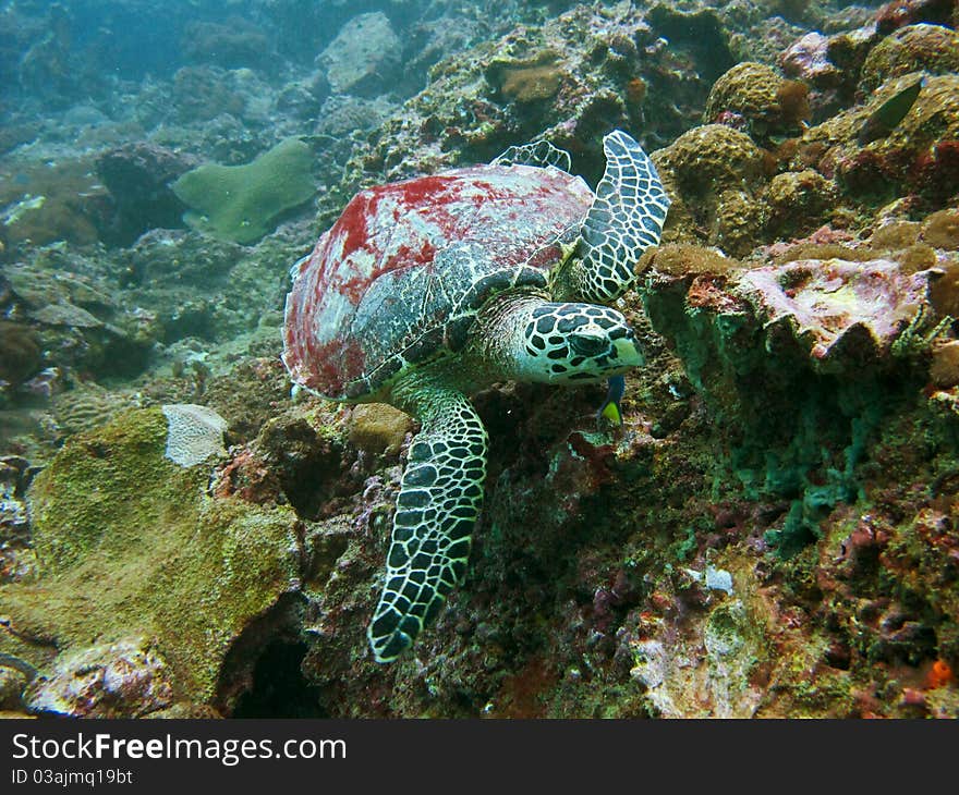 A Hawksbill turtle gliding through water in search of food in the healthy colorful coral reefs. A Hawksbill turtle gliding through water in search of food in the healthy colorful coral reefs.