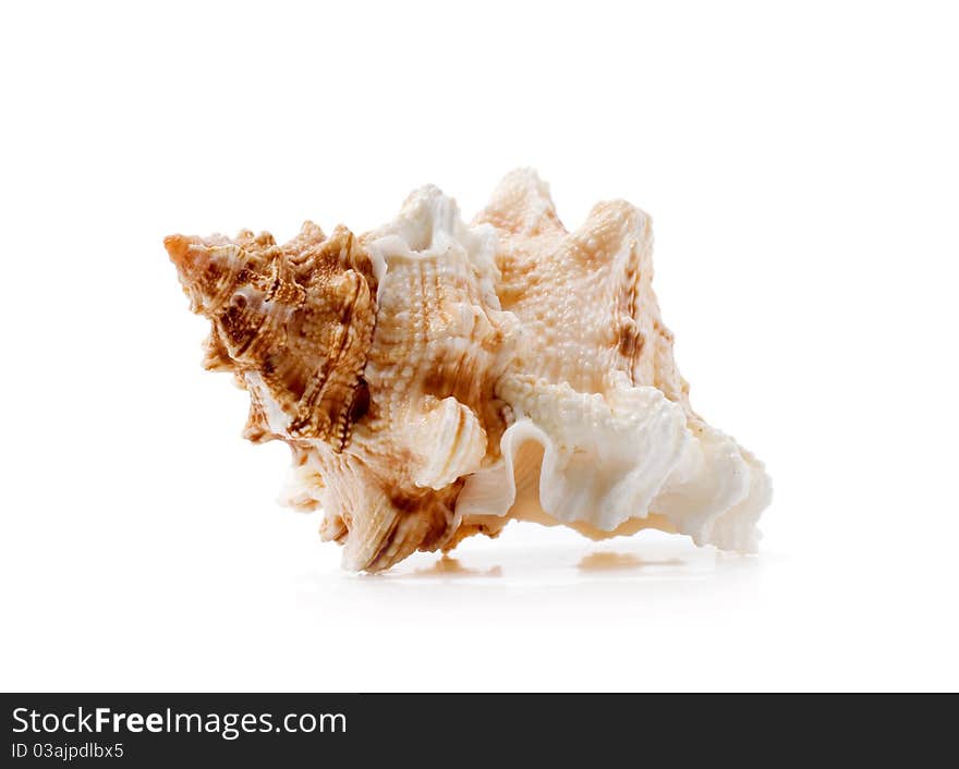 Clamshell on a white background isolated. Clamshell on a white background isolated