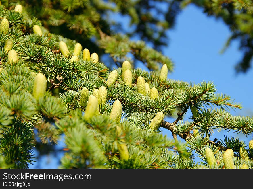 Pine Cones